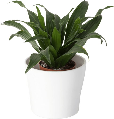 House Plant in Pot