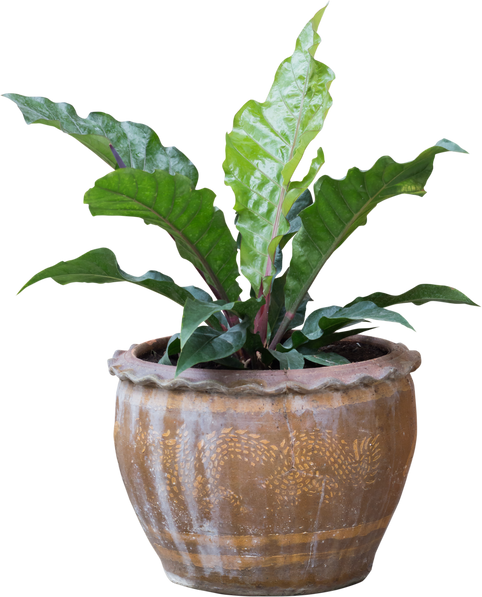 Lush Plant in Ornate Pot
