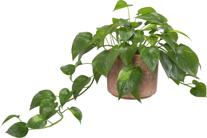 Isolated potted plant Golden Pothos